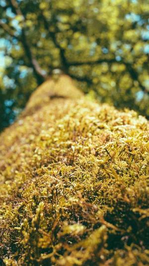 梦幻西游手游私服论坛截图1