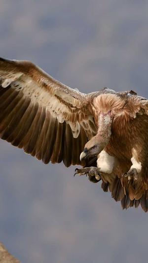 泛目录站群和蜘蛛池区别截图4