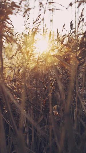 梦幻西游手游私服发布截图2