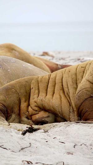 蜘蛛池 变现截图4