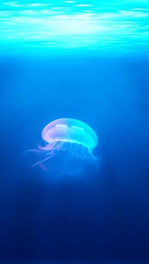 蜘蛛池出租代运营截图1