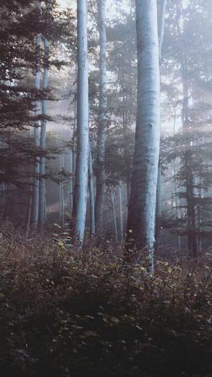 新梦幻西游2私服截图4