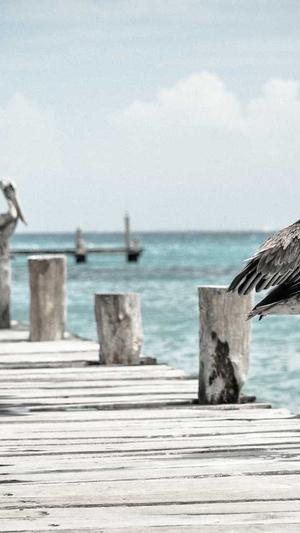 百度蜘蛛池的做法截图2