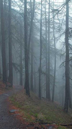 泛目录小说站群截图1