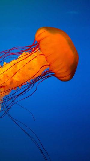 梦幻西游私服怎么样截图2