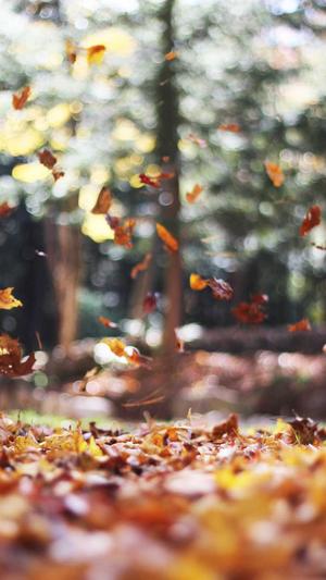 千云站蜘蛛池截图4