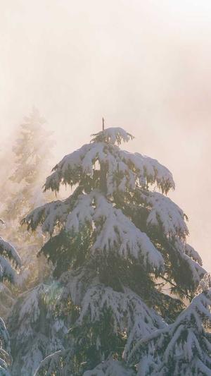 阿里蜘蛛池dns解析错误截图2