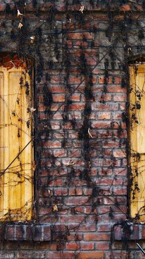 小旋风万能蜘蛛池x7截图2