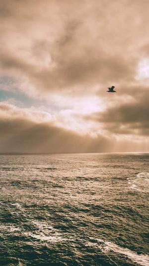 蜘蛛池优化seo平台截图5