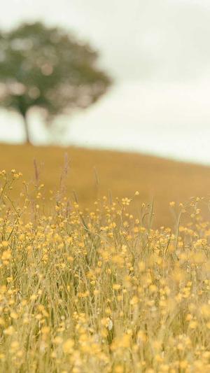 蜘蛛池免费测试截图3