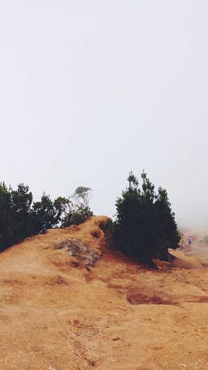 小旋风蜘蛛池 谷歌截图2